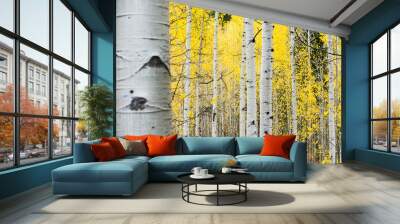 white quaking aspens in the fall with bright yellow leaves Wall mural