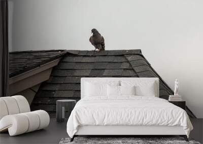 A pigeon on the roof Wall mural