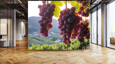 A lush vineyard with vibrant clusters of rich purple grapes glistening under golden sunlight and rolling hills Wall mural