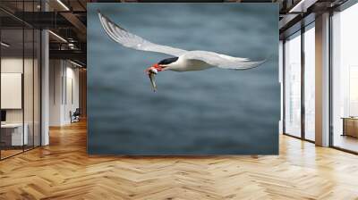 Caspian tern with a fish Wall mural