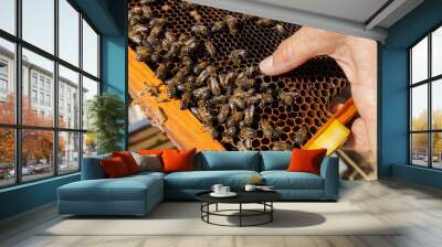 Close up of a honeycomb in an apiary.
 Wall mural