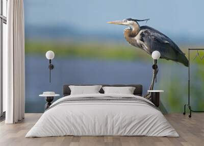 Great Blue Heron Wall mural