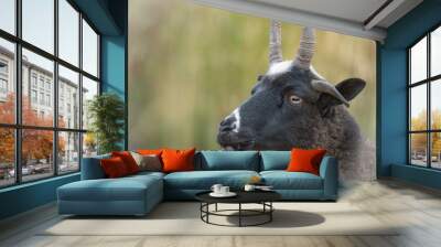 Goat  Wall mural