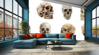 Human skulls isolated on transparent background Wall mural