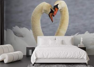 Pair of Mute Swans in Courtship Display - Michigan Wall mural