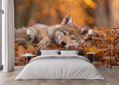 majestic adorable wolf cub rolling in the autumn leaves  Wall mural