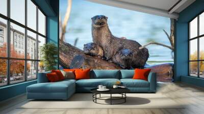 Otter Family 3 Wall mural