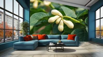 peanuts growing on peanut tree  Wall mural