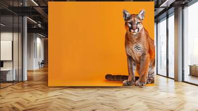 Realistic photography of a mountain lion, pure solid color background, Wall mural