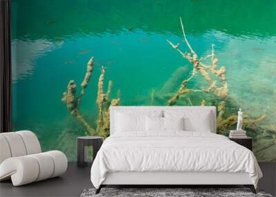 Old algae covered sticks and small fish in  calm pond Croatia Wall mural