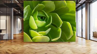 Succulent Close up Wall mural