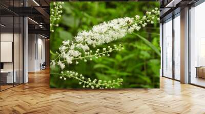 Actaea racemosa, the black cohosh, black bugbane, black snakeroot, rattle-top, or fairy candle, native North American woodland wildflower Wall mural