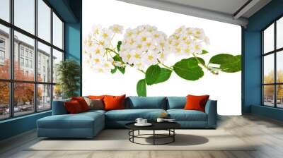 Beautiful white flowering shrub Spirea aguta (Brides wreath). Wall mural