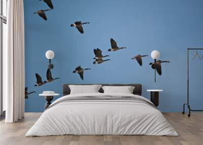 Canada Geese in Flight Wall mural