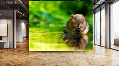 A little wild water vole eating some juicy blackberries looking at the camera Wall mural