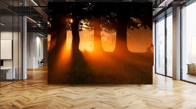 Golden glow. A fallow deer buck silhouetted in the morning mist. Wall mural