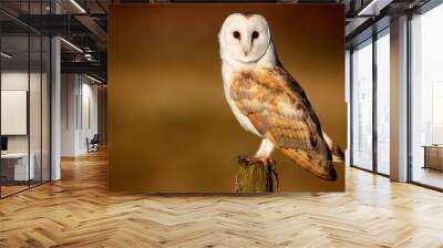 Wild barn owl sitting on an old post looking at the camera Wall mural