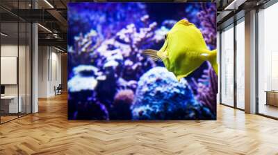 Image of zebrasoma yellow tang fish in aquarium - Underwater world, seaweed and corals Wall mural