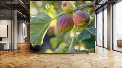 Ripe fig fruit hanging on the branch of fig tree Wall mural