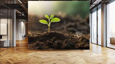 The seedling are growing from the rich soil, ecology concept. Wall mural