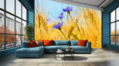 Beautiful blue cornflowers in front of an light brown grain field in summer Wall mural