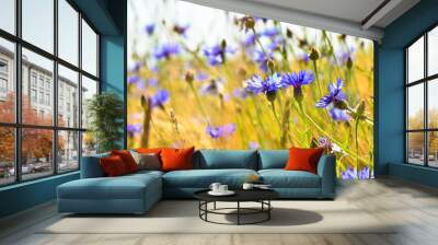 Beautiful blue cornflowers in front of an light brown grain field in summer Wall mural