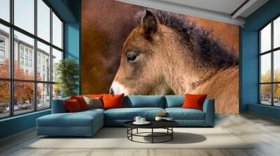 Cute portrait of a brown Icelandic Horse foal Wall mural