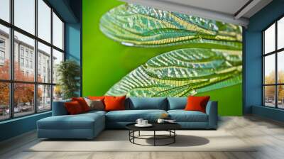 The fragile and transparent iridescent wings of a dragon fly, a bubble tube Wall mural