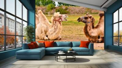 Two camels from a circus resting in a meadow in a city, during the break of their shows in cororna pandemic Wall mural