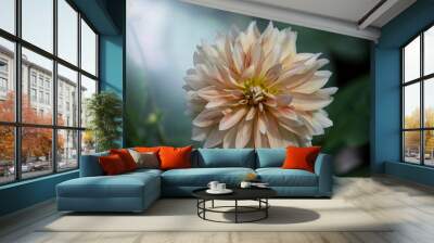 Beautiful flower, white and orange dahlia flower in the summer garden Wall mural