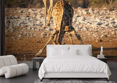 Giraffe drinking from a watering hole in Etosha National Park.  Wall mural