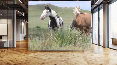 Spanish Mustang horses on the prairie with a herd of horses in the background Wall mural