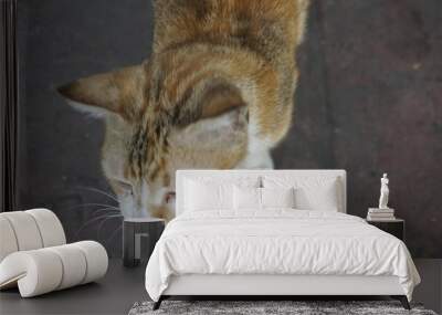 A cat with golden white fur is looking ahead taking a picture of it from the top side
 Wall mural