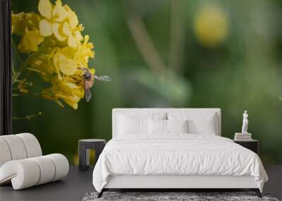 A bee looking for nectar in canola flowers Wall mural