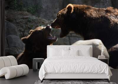 Kamchatka brown bear (Ursus arctos beringianus) Wall mural