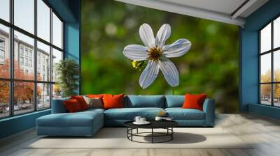 flor blanca Wall mural