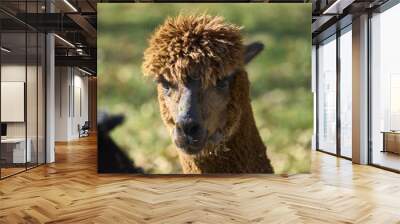 Closeup shot of the brown alpaca head in the green field on a sunny day Wall mural