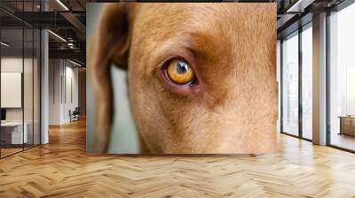 Brown Labrador yellow eye closeup white background Wall mural