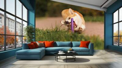 dog Welsh Corgi plays in the Park Wall mural