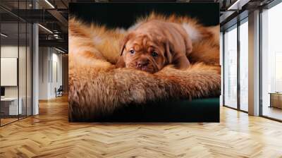 puppy of dogue de bordeaux french mastiff Wall mural