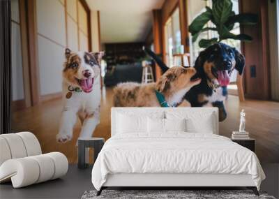 Australian Shepherd puppies play in grass Wall mural