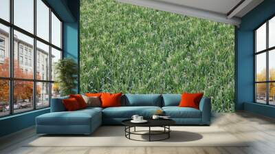 Cornfield at tassel  Wall mural