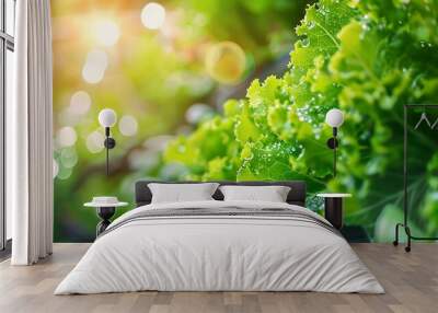 Fresh green lettuce leaves glistening with water droplets in a vibrant, natural setting. Wall mural