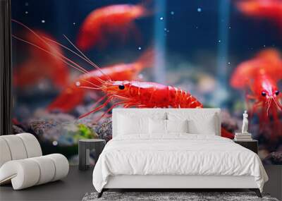 red shrimps in freshwater aquarium - pets hobby animal Wall mural