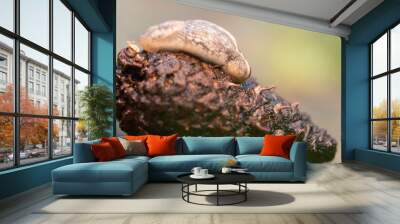 Slug on pine cone in forest, autumn Wall mural