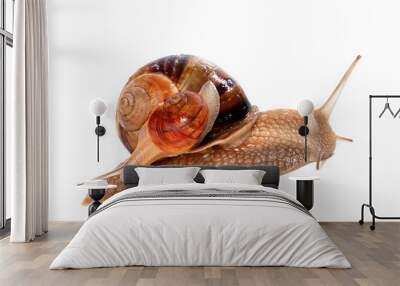 Snails on top of one another Wall mural