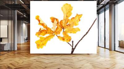 yellow autumn leaves on oak twig Wall mural