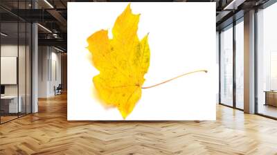 Yellow autumn maple-leaf isolated Wall mural