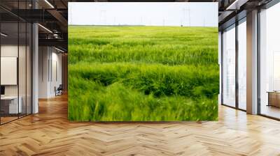 green field of wheat Wall mural