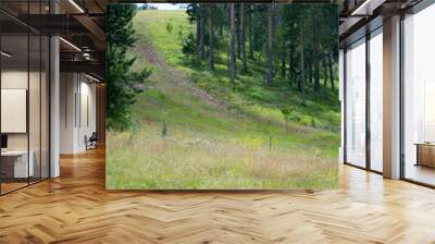 summer view of the path in a forest in zlatibor mountain area in serbia Wall mural